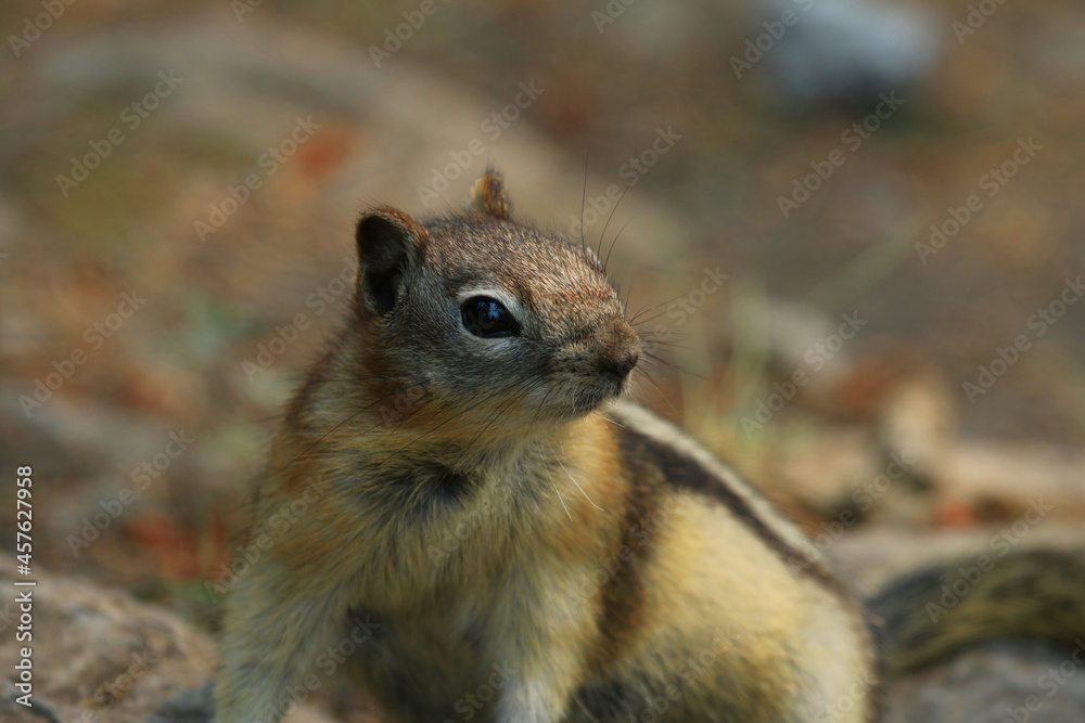 A Golden-mantled Ground Squirrel (Callospermophilus lateralis) foraging on the ground in Banff National Park, Alberta, Canada. A Golden-mantled Ground Squirrel (Callospermophilus lateralis) foraging on the ground in Banff National Park, Alberta, Canada.
