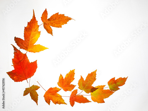 not closed oval circle Border Frame of colored autumn maple leaves falling isolated on white background with copy space  top view flat lay