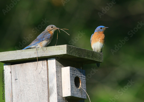 A pair of Eastern Bluebirds (Sialia sialis) building a nest in a bird house. Shot in Waterloo, Ontario, Canada.