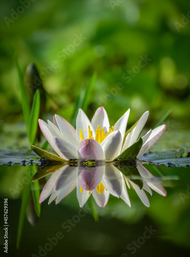 white water lily