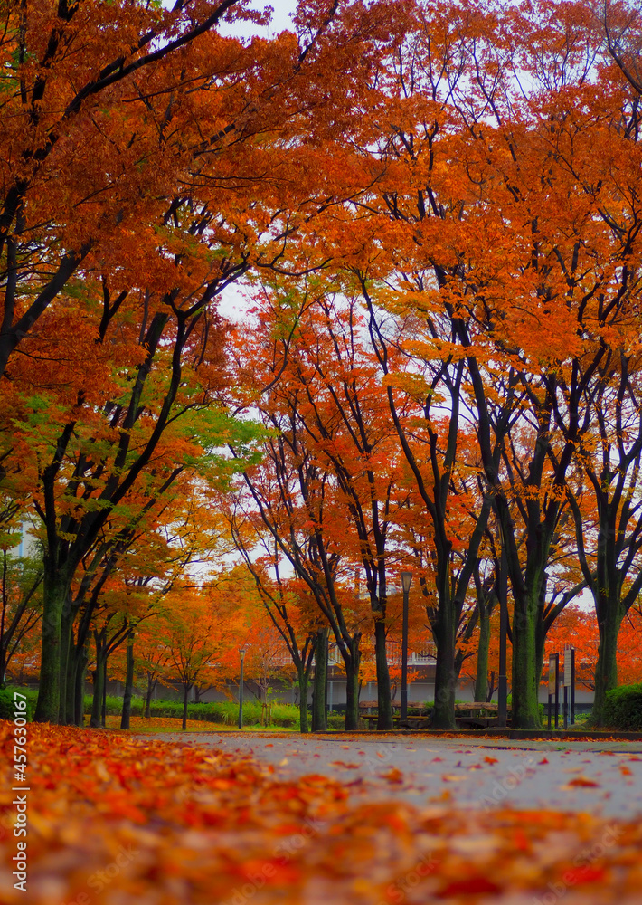 Fototapeta premium 紅葉の絨毯／桜ノ宮