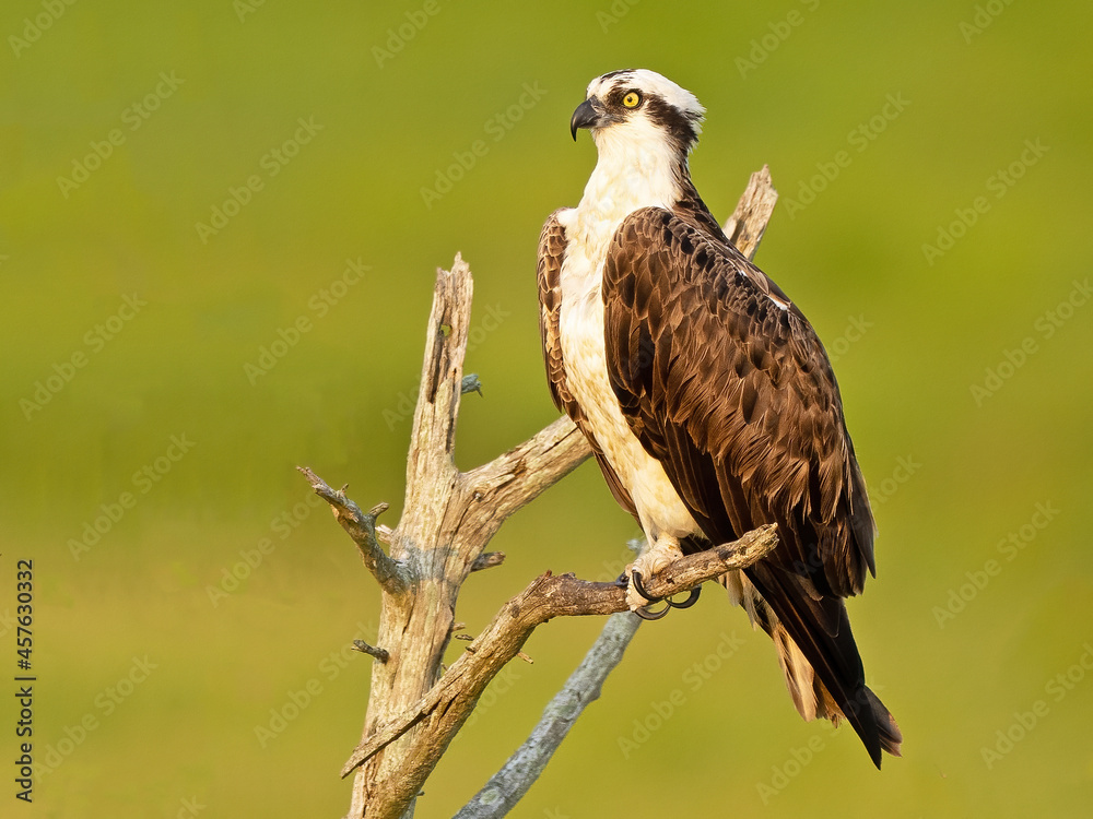 Osprey Sitting in a Tree in the Marsh Osprey Sitting in a Tree in the Marsh
