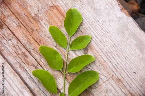 green moringa leaves on wooden background