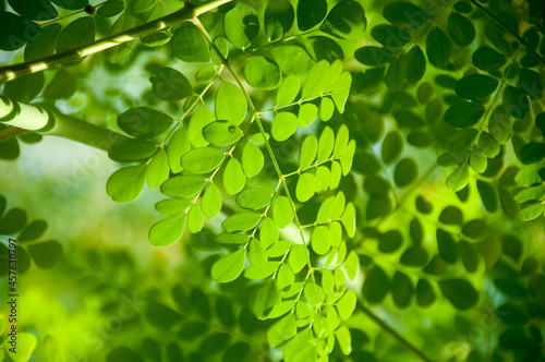 green moringa leaves background