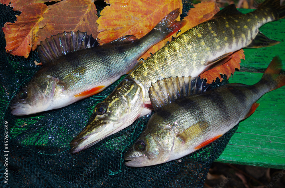 A pike and two perches lying on a fishing net among the autumn leaves.