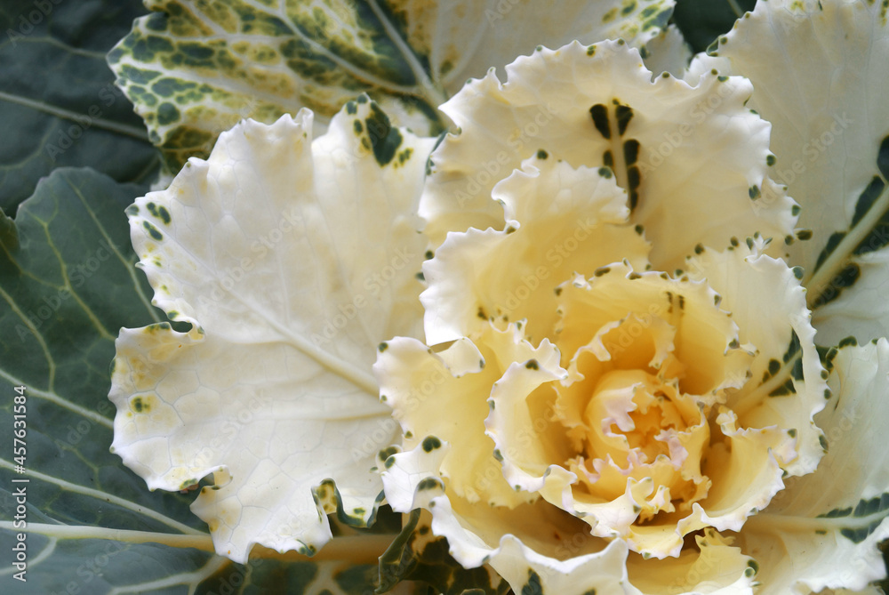 White-green flower in the form of ornamental cabbage. Flower Plant Decorative Cabbage White-green flower in the form of ornamental cabbage. Flower Plant Decorative Cabbage