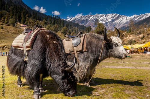 Solang Valley, Himachal Pradesh, India - 2006: Himalayan yaks in the Solang Valley near Manali, northern India, with a mountain backdrop. photo