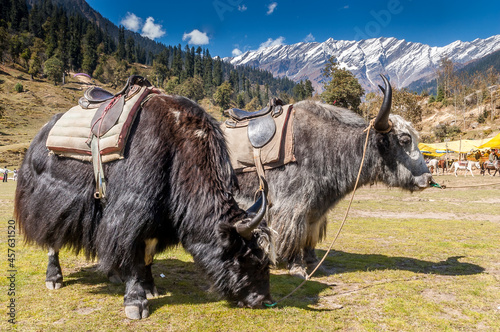 Solang Valley, Himachal Pradesh, India - 2006: Himalayan yaks in the Solang Valley near Manali, northern India, with a mountain backdrop.