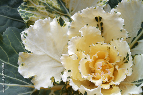 White-green flower in the form of ornamental cabbage. Flower Plant Decorative Cabbage