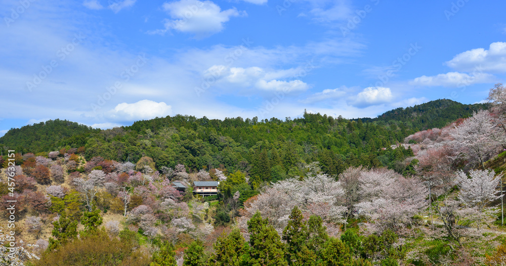 Cherry blossom in Nara, Japan Cherry blossom in Nara, Japan