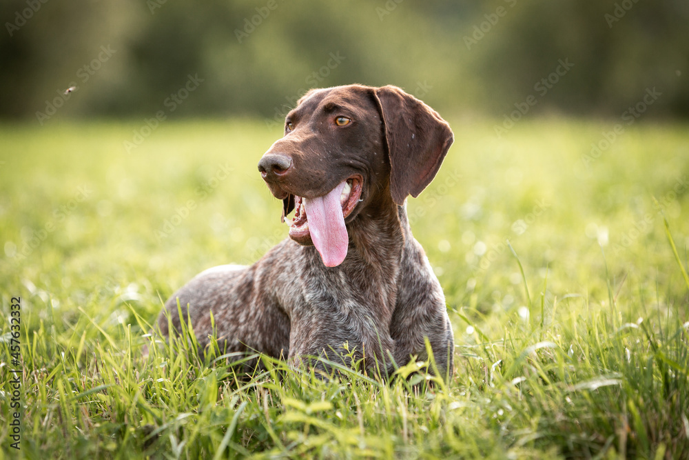 Portrait of a shorthaired pointer lying in green grass. High quality photo