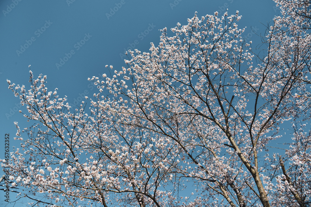 Cherry blossom in Nara, Japan