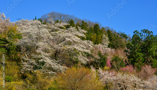 Cherry blossom in Nara, Japan