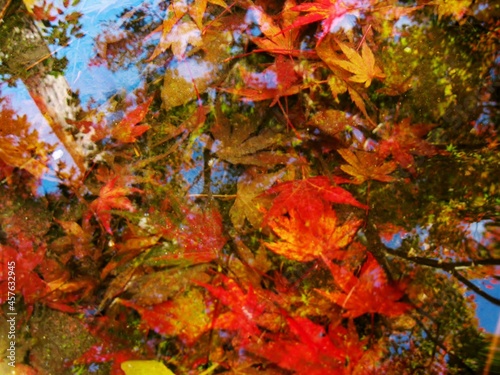 水中に沈む紅葉の落ち葉　日本の秋