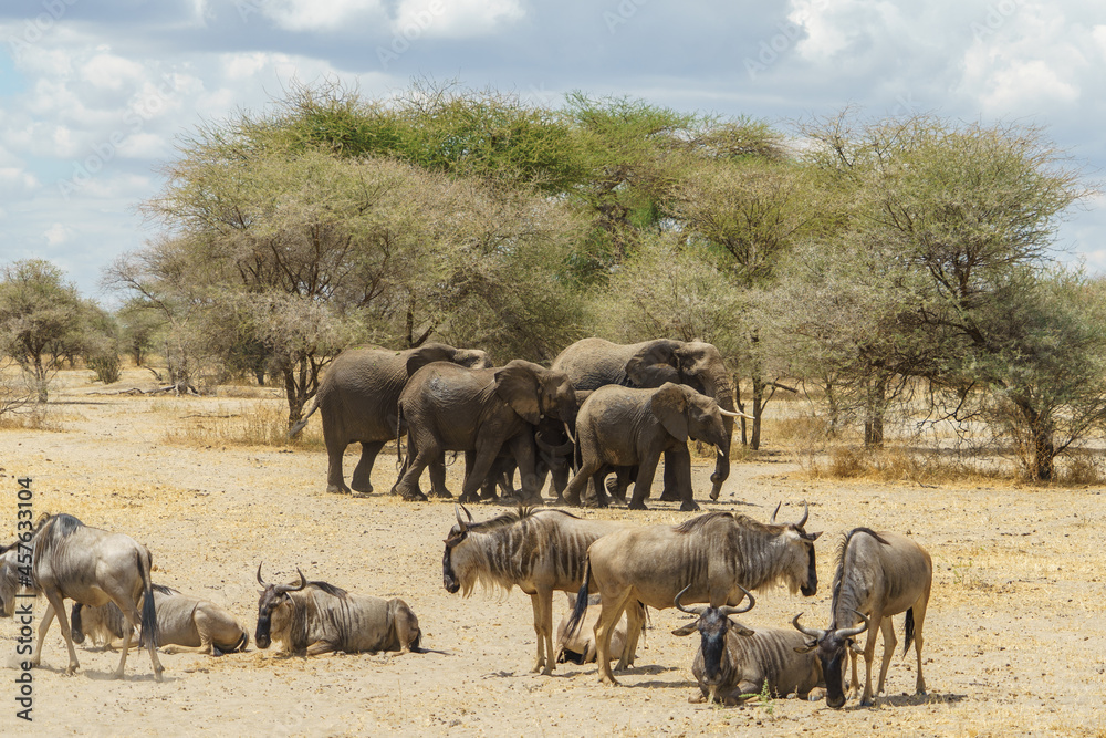 A herd of elephants walking in the African savanna and a herd of wildebeests resting (Tanzania, Tarangire National Park) A herd of elephants walking in the African savanna and a herd of wildebeests resting (Tanzania, Tarangire National Park)