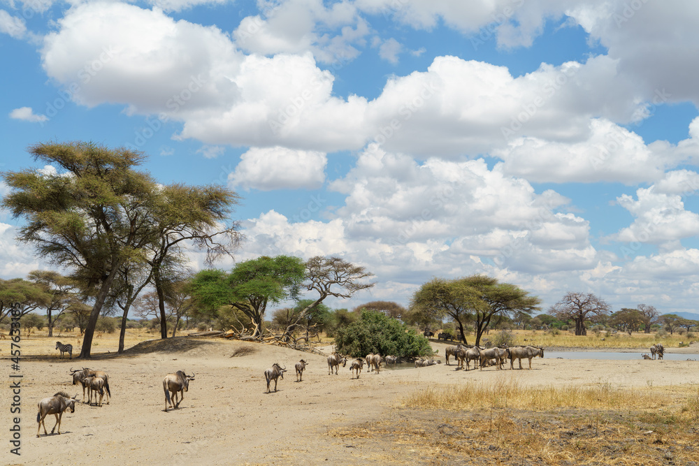 A herd of wildebeests heading to the waterfront of Tarangire National Park in Tanzania