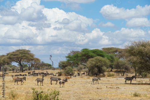 Magnificent view of wildlife under the beautiful blue sky of the savanna (Tarangire National Park, Tanzania)