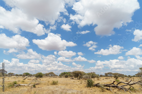 Magnificent view of wildlife under the beautiful blue sky of the savanna (Tarangire National Park, Tanzania)