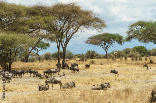 A herd of wildebeests relaxing in the African savanna (Tarangire National Park, Tanzania)