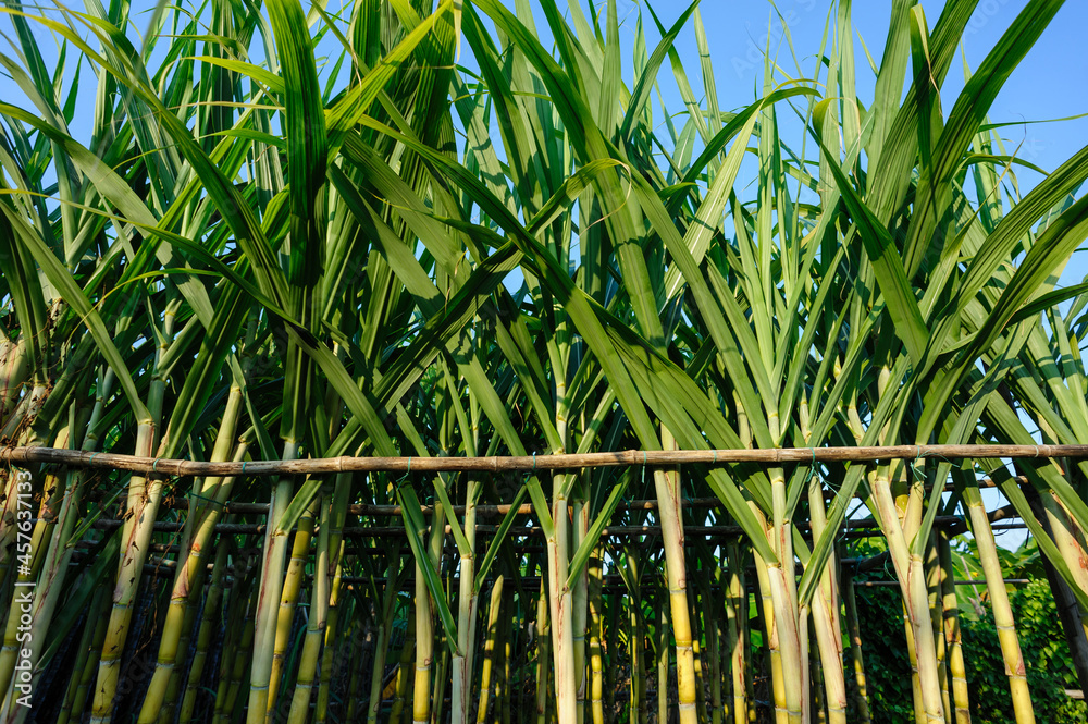 Obraz premium Sugarcane plants growing at field