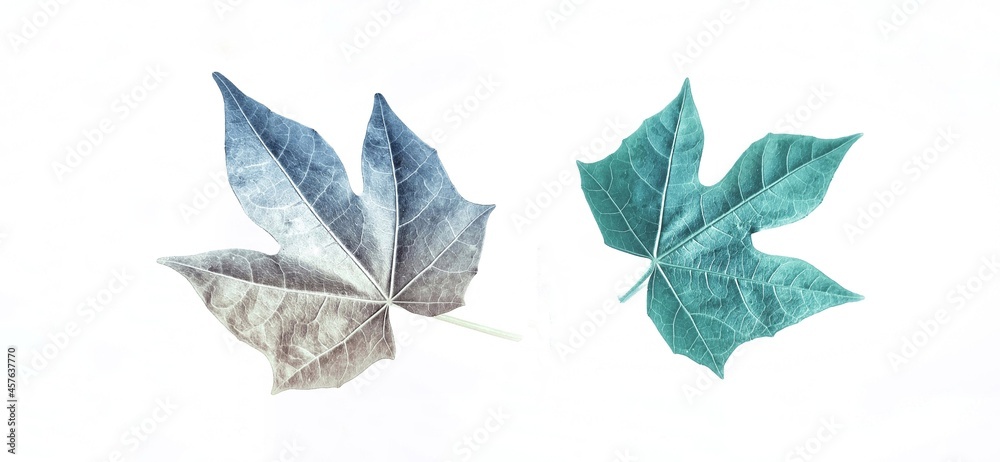 leaves on white background