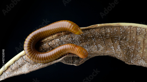 Millipede Asia on decomposing mango leaf showing its numerus legs and segmented body photo