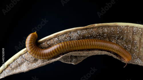 Millipede Asia on decomposing mango leaf showing its numerus legs and segmented body photo