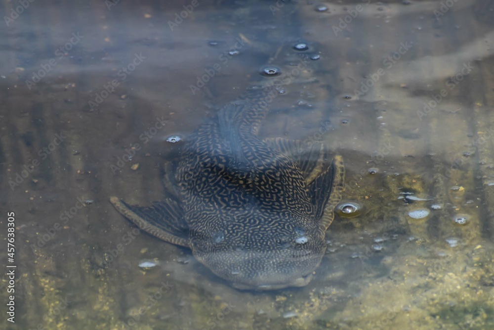 Fototapeta premium sailfin catfish on the bottom of the river