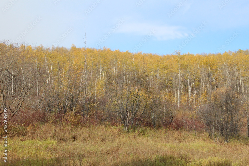 Light Autumn In The Trees, Whitemud Park, Edmonton, Alberta