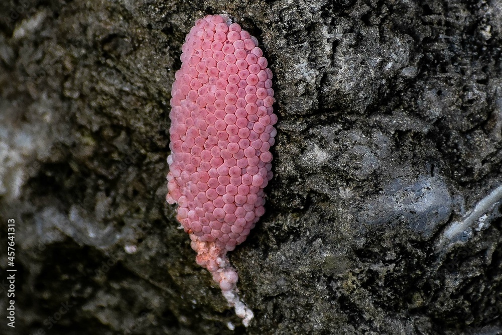 cluster of pink snail eggs in Everglades National Park Stock Photo ...