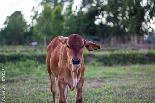 Close up of cow face. The cow is eating grass.