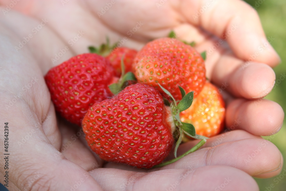 Obraz premium 봄 딸기