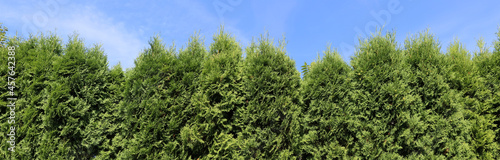 Green hedge  from  evergreen coniferous  trees against on tje sky photo