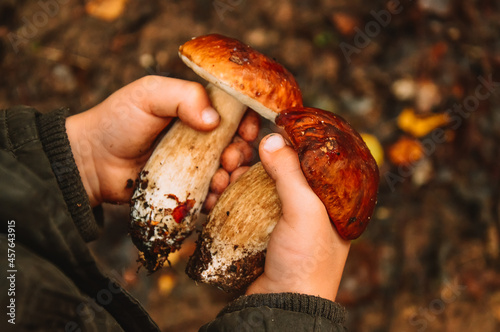 A small child is holding porcini mushrooms in his hands. Boletus with brown hats. Collecting and harvesting mushrooms. Leisure with children and truancy in the autumn forest