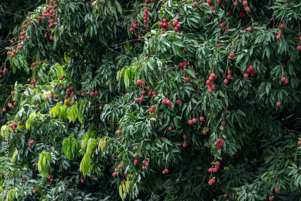 The Orchard was covered with Ripe Red Lychees The Orchard was covered with Ripe Red Lychees
