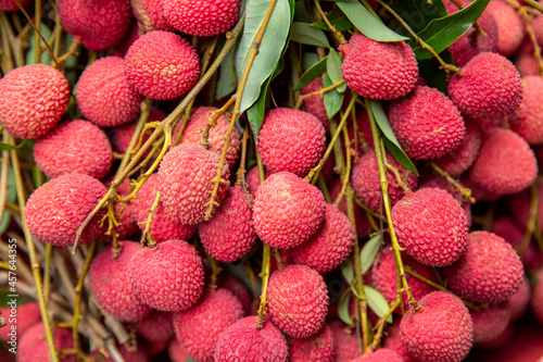 The Orchard was covered with Ripe Red Lychees
