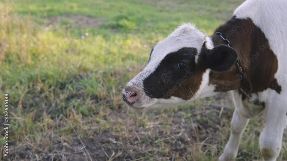 The girl feeds a young calf from the hand, the mammal eats grass from the hands of a person.
