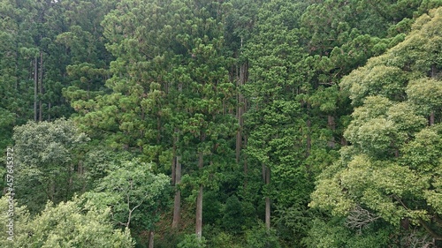 trees in the forest