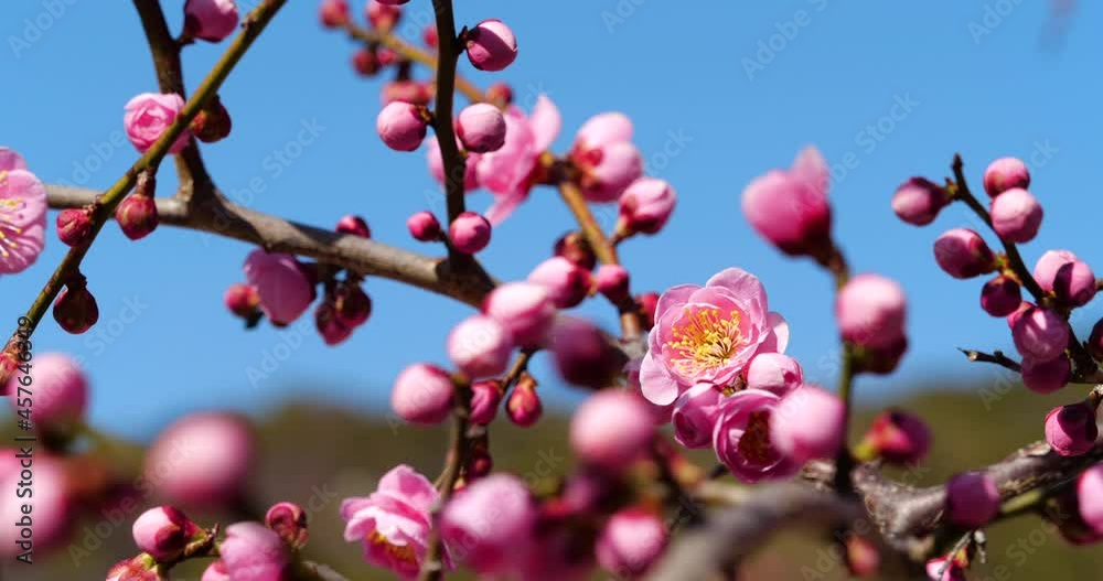 ピンクの梅の花の固定撮影動画