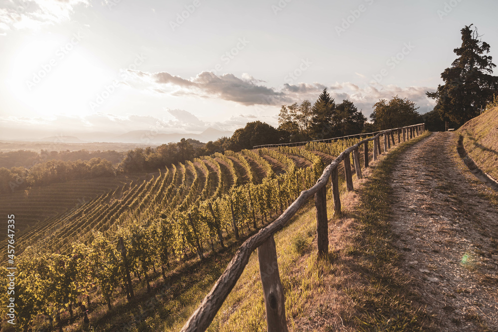 Colorful sunset in the vineyards of Savorgnano del Torre