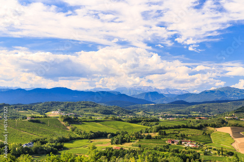The beautiful vineyard of Collio  Friuli Venezia-Giulia  Italy