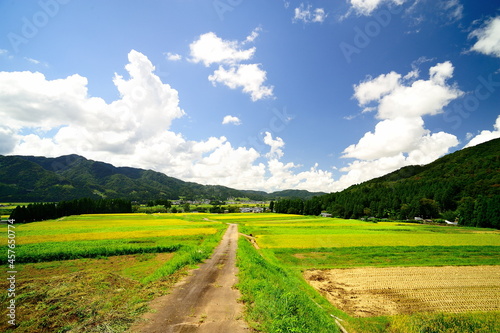 下り坂に沿って日本の田んぼが連なる