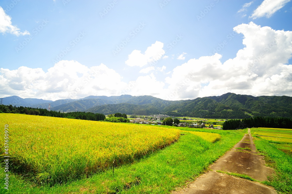 刈り入れが近い日本の田んぼを丘から眺める