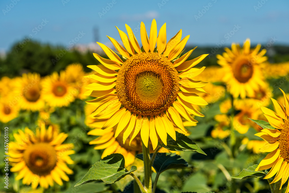 Sunflower Field. Beautiful sunflower with blue sky background.