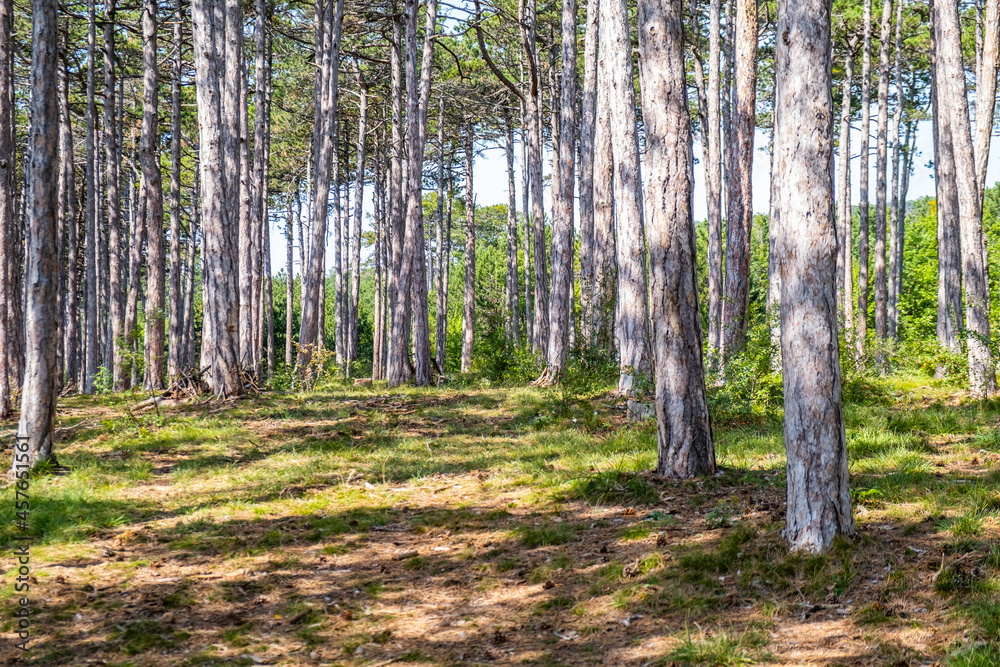 green trees in spring forest green trees in spring forest