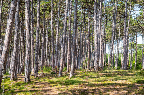 Fototapeta Naklejka Na Ścianę i Meble -  trees in summer forest