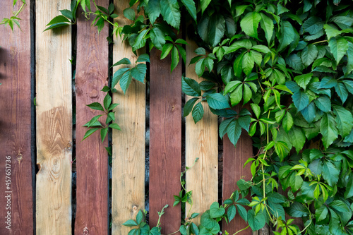 Ivy plant, wild grapes, against the background of a wooden striped brown fence