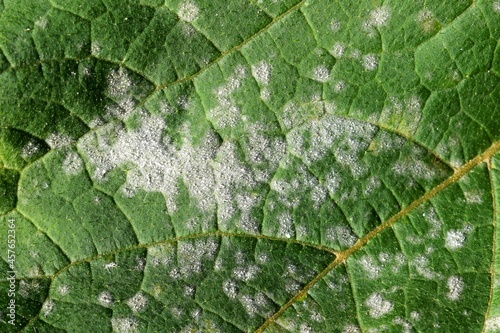 Fungal disease Powdery mildew on pumpkin foliage close up photo