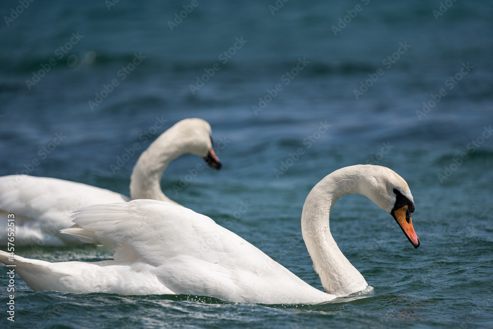 Obraz premium Two beautiful white swans float on the waves of the lake. Birds that know how to love. Beauty of nature. Close-up.