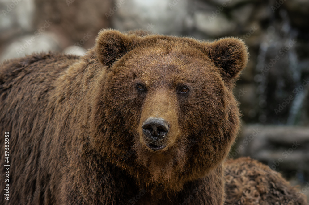 Close-up portrait of Kamchatka brown bear
